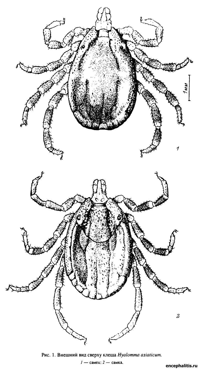 Hyalomma asiaticum
