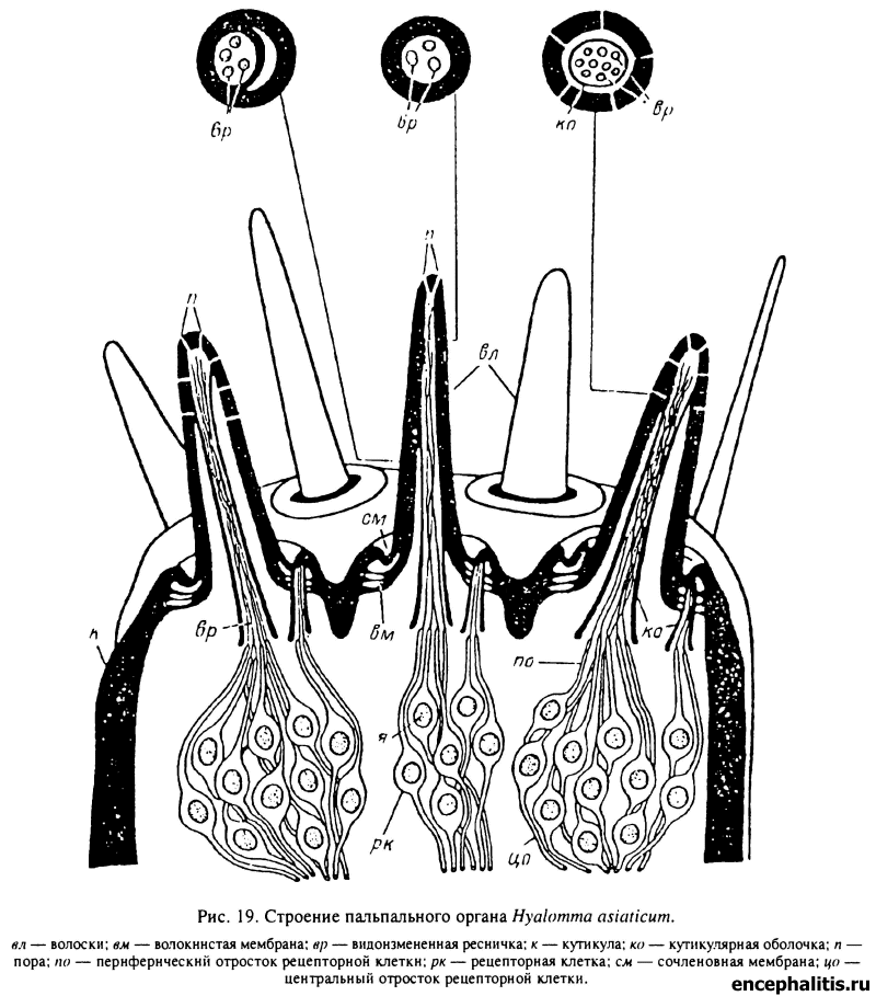    Hyalomma asiaticum