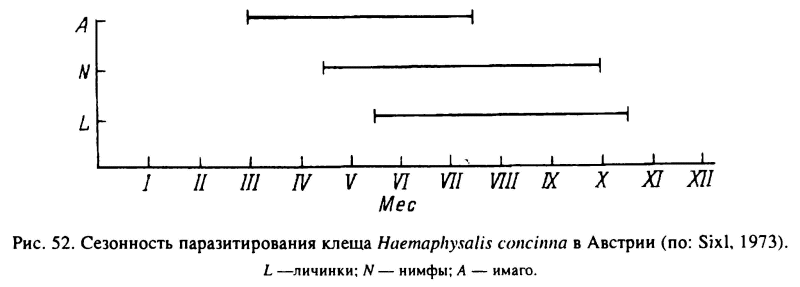    Haemaphysalis concinna  