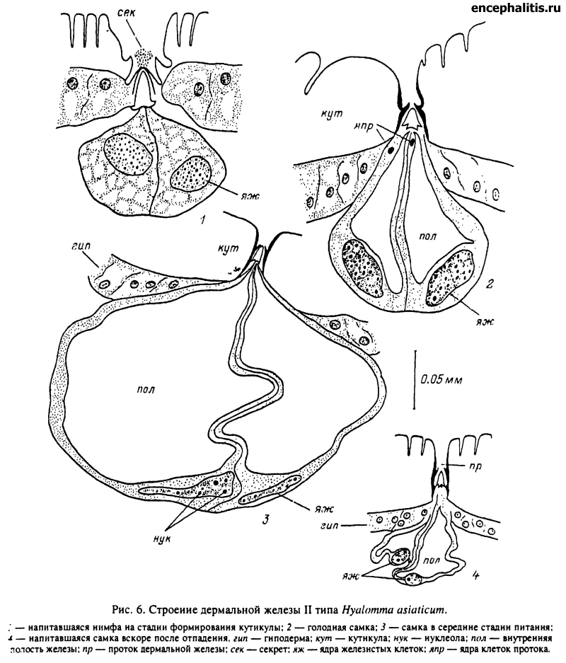    II  Hyalomma asiaticum
