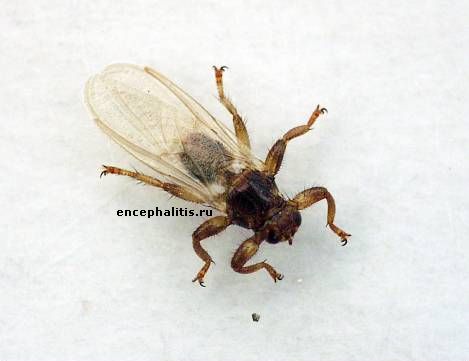 Lipoptena cervi (L.Cervi, лосинная муха, лосиная вошь, оленья кровососка)